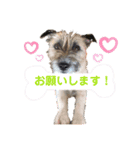 はなこたもかおうちゃんスタンプ（個別スタンプ：4）
