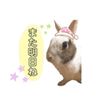 はなこたもかおうちゃんスタンプ（個別スタンプ：12）
