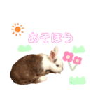 はなこたもかおうちゃんスタンプ（個別スタンプ：14）