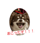 拳志朗らいふ 1（個別スタンプ：1）
