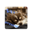 拳志朗らいふ 1（個別スタンプ：3）