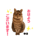 あめとゆき(=^ェ^=)時々ラウルU^ェ^U（個別スタンプ：1）