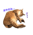 あめとゆき(=^ェ^=)時々ラウルU^ェ^U（個別スタンプ：3）
