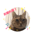 あめとゆき(=^ェ^=)時々ラウルU^ェ^U（個別スタンプ：5）