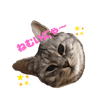あめとゆき(=^ェ^=)時々ラウルU^ェ^U（個別スタンプ：6）