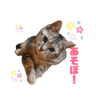 あめとゆき(=^ェ^=)時々ラウルU^ェ^U（個別スタンプ：7）