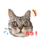 あめとゆき(=^ェ^=)時々ラウルU^ェ^U（個別スタンプ：12）