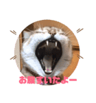 あめとゆき(=^ェ^=)時々ラウルU^ェ^U（個別スタンプ：14）
