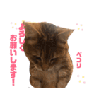 あめとゆき(=^ェ^=)時々ラウルU^ェ^U（個別スタンプ：17）