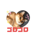 あめとゆき(=^ェ^=)時々ラウルU^ェ^U（個別スタンプ：21）