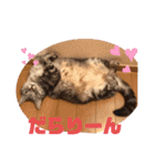 あめとゆき(=^ェ^=)時々ラウルU^ェ^U（個別スタンプ：22）