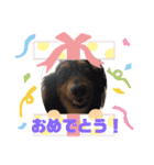 あめとゆき(=^ェ^=)時々ラウルU^ェ^U（個別スタンプ：24）
