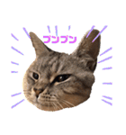 あめとゆき(=^ェ^=)時々ラウルU^ェ^U（個別スタンプ：27）