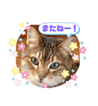 あめとゆき(=^ェ^=)時々ラウルU^ェ^U（個別スタンプ：31）