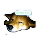 Mei✩*vol.01 柴犬（個別スタンプ：1）