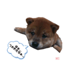 Mei✩*vol.01 柴犬（個別スタンプ：2）