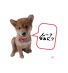 Mei✩*vol.01 柴犬（個別スタンプ：3）