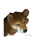 Mei✩*vol.01 柴犬（個別スタンプ：5）