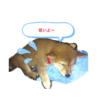 Mei✩*vol.01 柴犬（個別スタンプ：7）