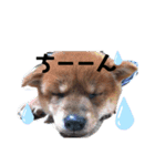 Mei✩*vol.01 柴犬（個別スタンプ：8）