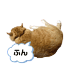 omiru chan4（個別スタンプ：11）
