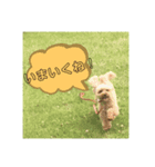 すーさん家のわんこたち（個別スタンプ：4）