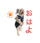 すーさん家のわんこたち（個別スタンプ：7）