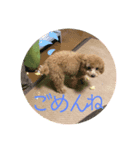 すーさん家のわんこたち（個別スタンプ：8）