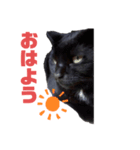 万能黒猫 木下三四郎（個別スタンプ：1）