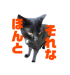 万能黒猫 木下三四郎（個別スタンプ：2）
