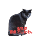 万能黒猫 木下三四郎（個別スタンプ：3）