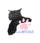 万能黒猫 木下三四郎（個別スタンプ：4）