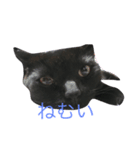 万能黒猫 木下三四郎（個別スタンプ：5）