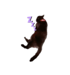 万能黒猫 木下三四郎（個別スタンプ：6）