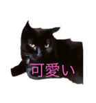 万能黒猫 木下三四郎（個別スタンプ：7）