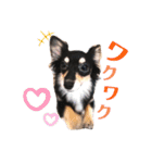 ゆかいなイヌ2（個別スタンプ：1）
