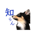ゆかいなイヌ2（個別スタンプ：10）
