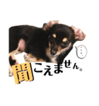 ゆかいなイヌ2（個別スタンプ：12）