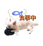 ゆかいなイヌ2（個別スタンプ：20）