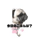 かわいい犬猫のつぶやき（個別スタンプ：2）