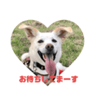 かわいい犬猫のつぶやき（個別スタンプ：6）