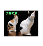 かわいい犬猫のつぶやき（個別スタンプ：7）