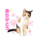 かわいい犬猫のつぶやき（個別スタンプ：8）