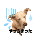 かわいい犬猫のつぶやき（個別スタンプ：10）