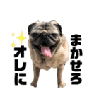 かわいい犬猫のつぶやき（個別スタンプ：11）