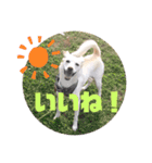 かわいい犬猫のつぶやき（個別スタンプ：12）