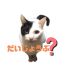 かわいい犬猫のつぶやき（個別スタンプ：13）