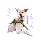 かわいい犬猫のつぶやき（個別スタンプ：15）