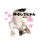 かわいい犬猫のつぶやき（個別スタンプ：16）