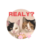かわいい犬猫のつぶやき（個別スタンプ：17）